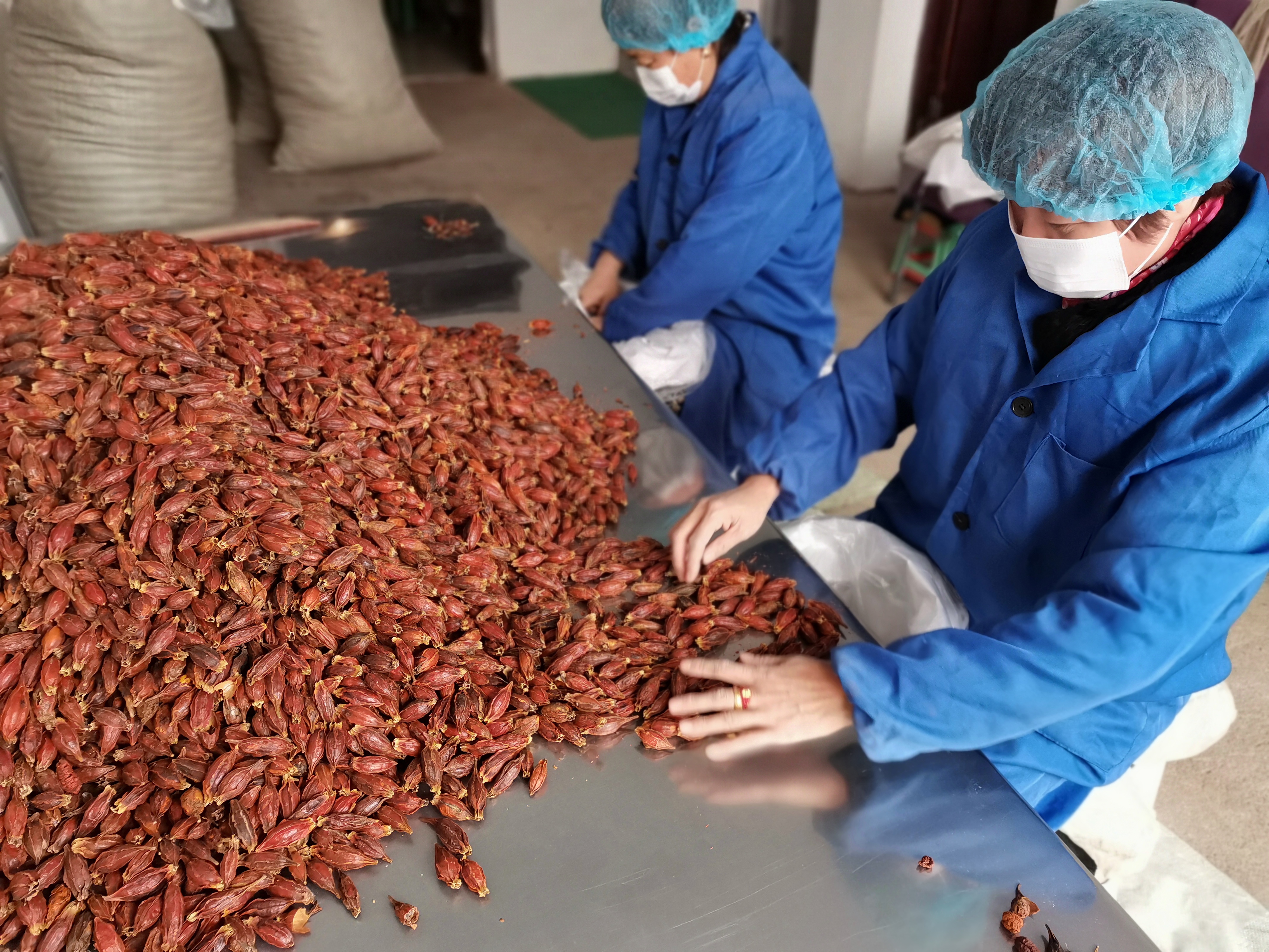 Fructus Gardeniae Fruit Supplier Fructus Gardeniae Fruit Supplier