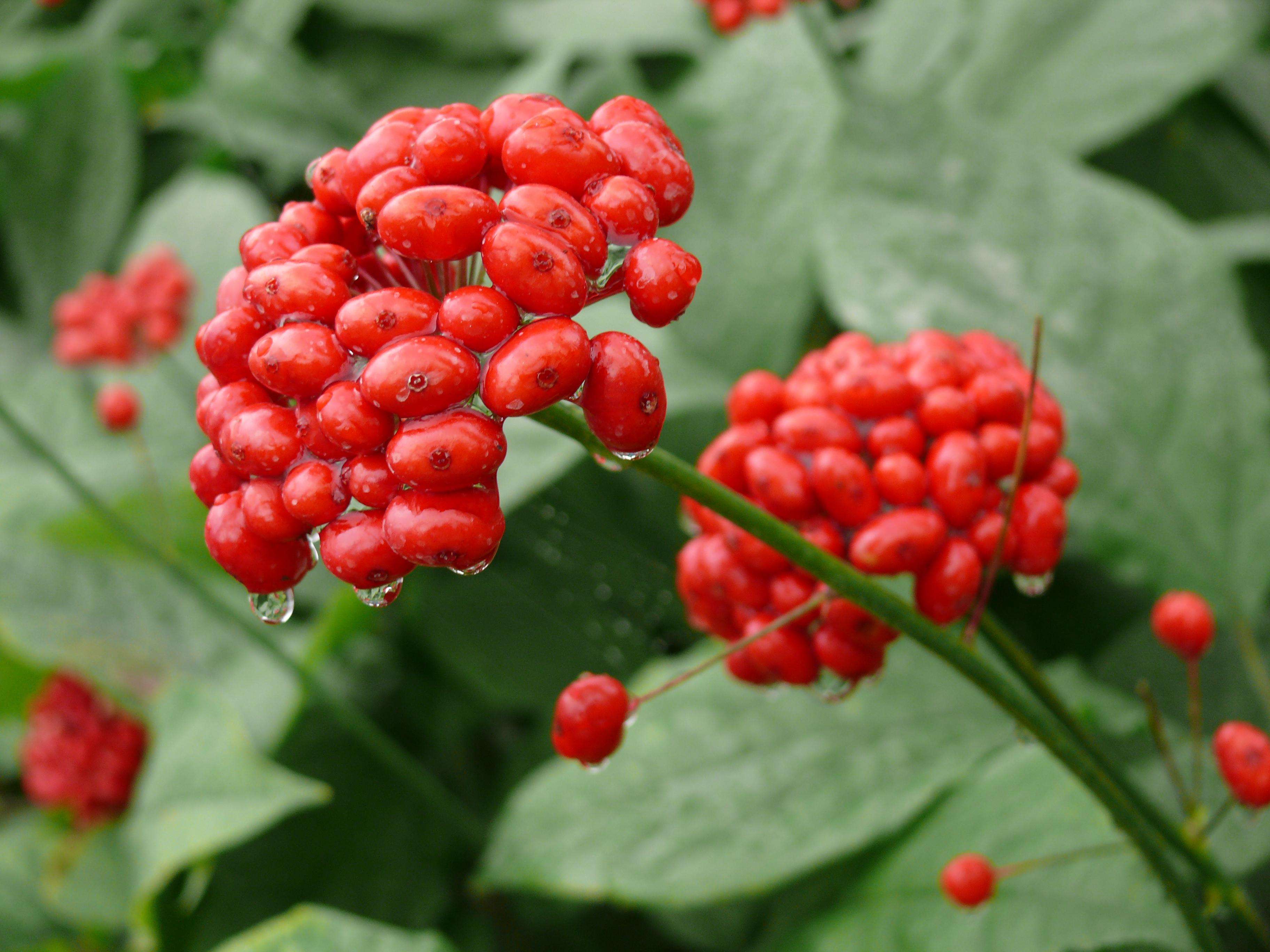 Ginseng Root Powder For Sale Ginseng Root Powder For Sale