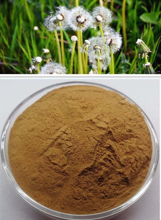 The Wide Application of Dandelion Root Powder