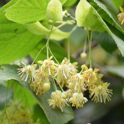 Linden Flower