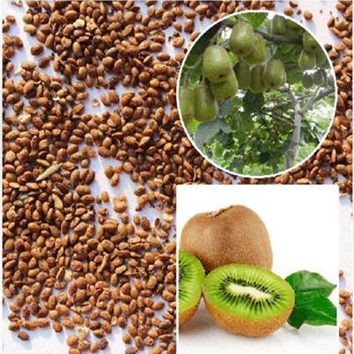 The Versatility of Kiwi Seed in Cosmetics