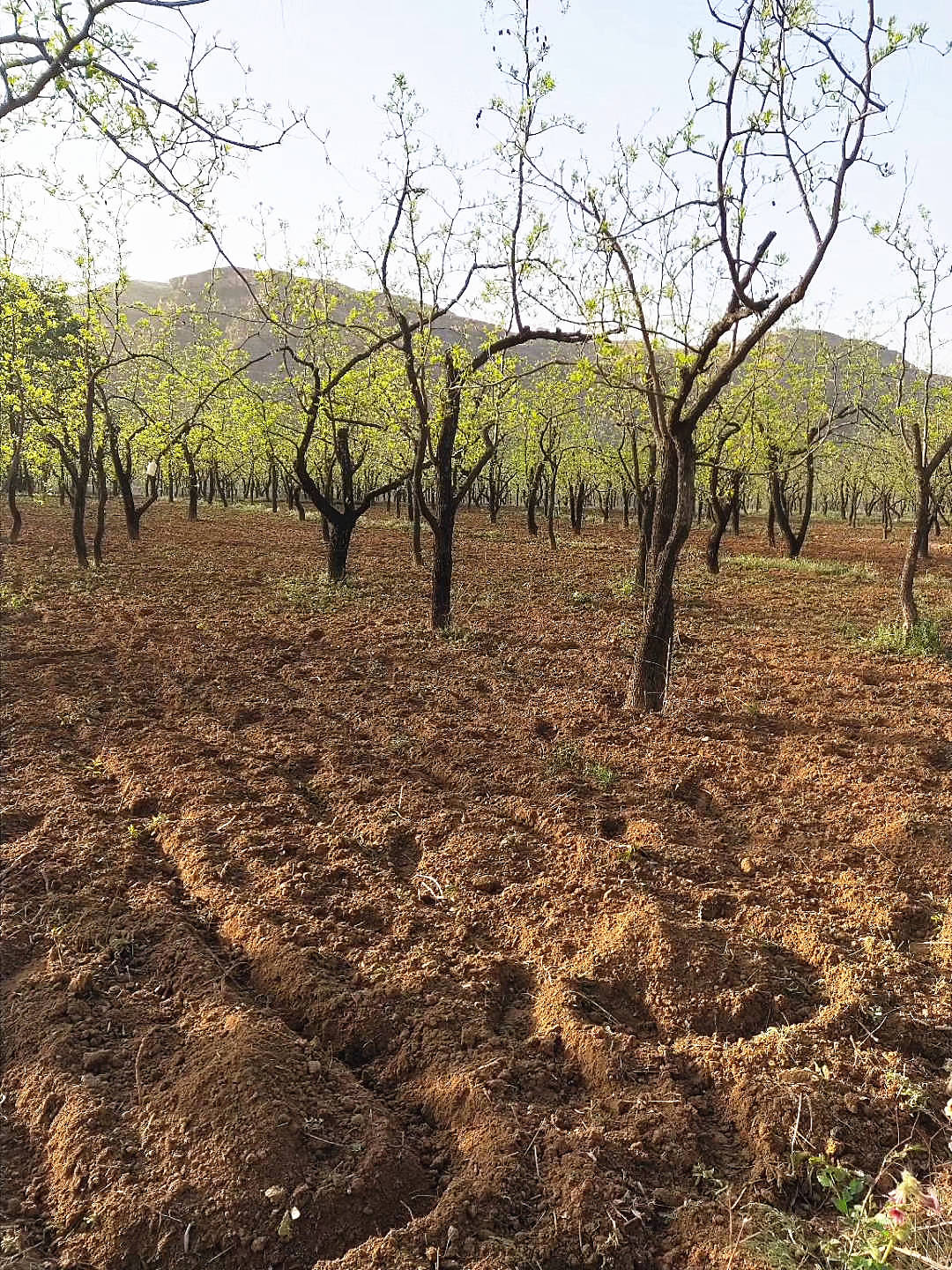 Chinese Red date Fructus Jujubae Planting base-NatureChoice