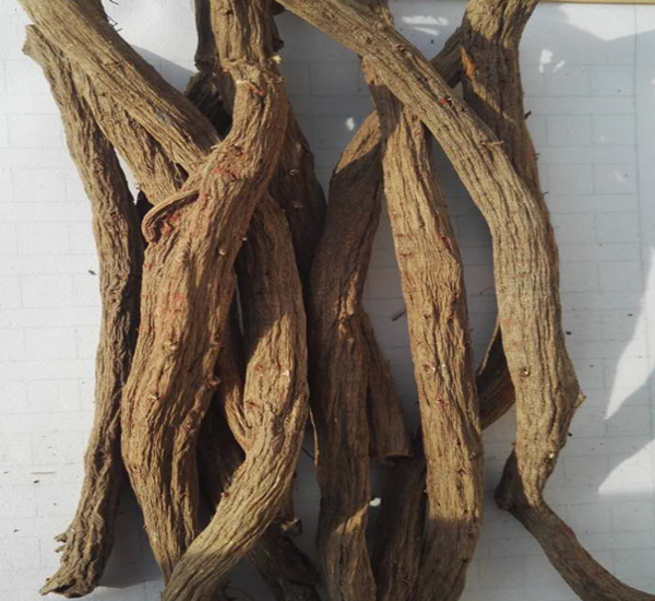Salvia Miltiorrhiza Root Powder