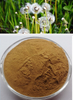 Organic Dandelion Root Extract