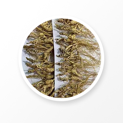 Wild Ginseng Root ,Chinese "Linxia Ginseng"