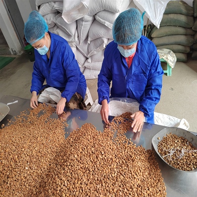 Bitter Apricot Kernel