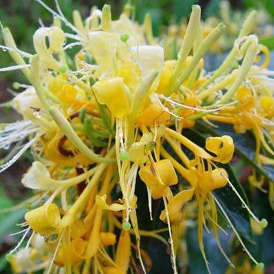 Honey Suckle Flower