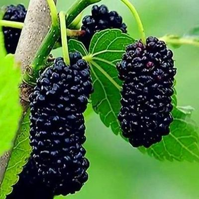Mulberry Fruit
