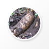 Gastrodiae Rhizoma