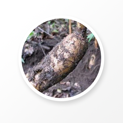 Gastrodiae Rhizoma