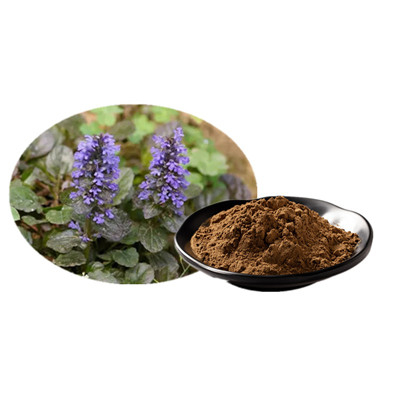 Ajuga Turkestanica Extract