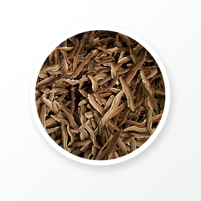 Organic Ganoderma Lucidum