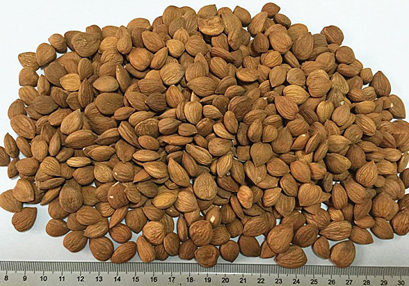 apricot kernel powder for sale -NatureChoice