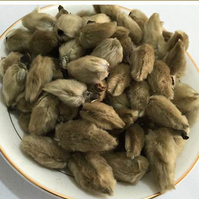 Magnoliae Biondii Pamp-NatureChoice3