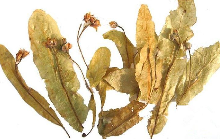 Linden Flower