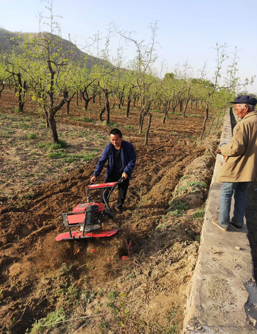 Chinese Red date Fructus Jujubae Planting base -NatureChoice