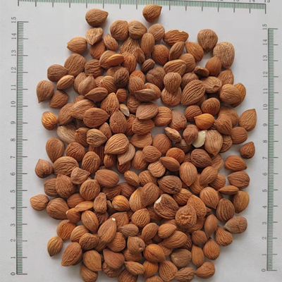 Organic Apricot Kernel