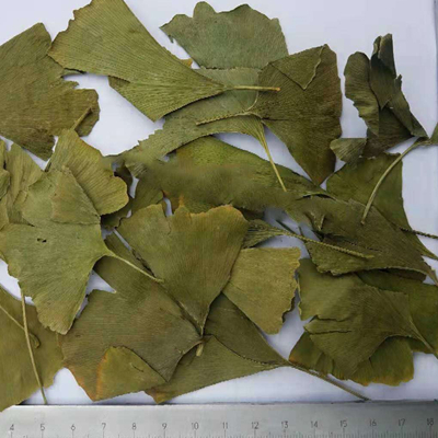 Organic Ginkgo Leaf 