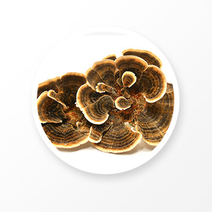 Turkey Tail mushroom extact
