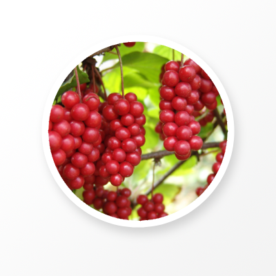 Organic Schisandra Extract 