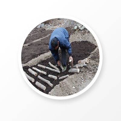 polyporus umbellatus planting