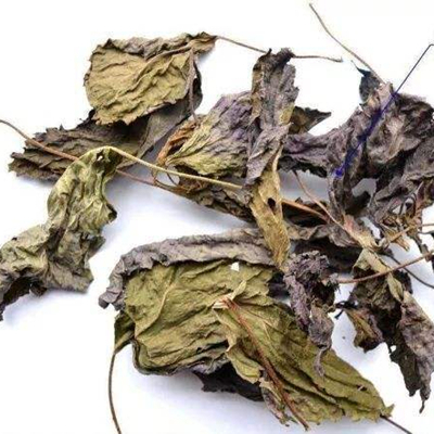 Perilla Leaf 