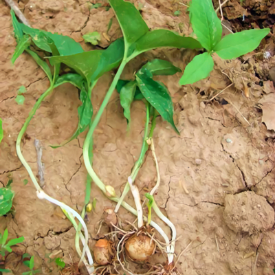 Fresh Pinellia ternata for sale -NatureChoice