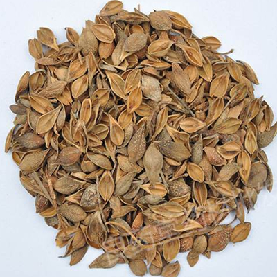 Yellow Fructus Forsythiae for sale-NatureChoice