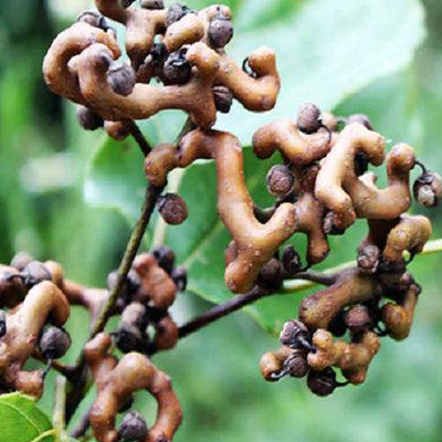 Hovenia Dulcis Seed