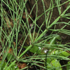 Horsetail 