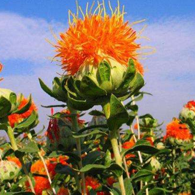 Safflower 