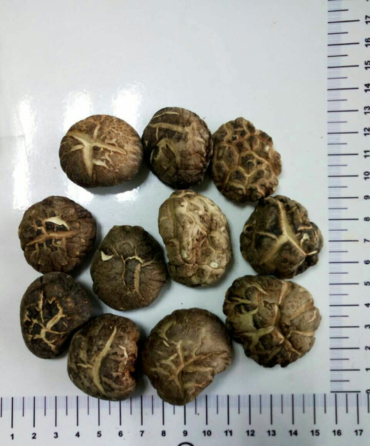 Organic Shiitake Mushroom Extract 