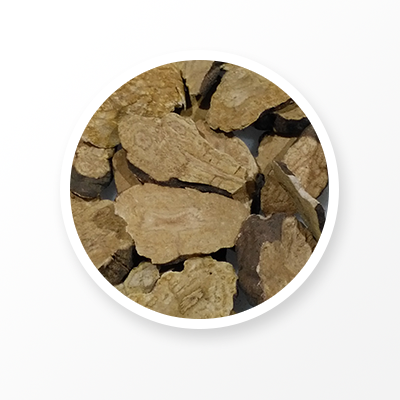 Tuber Fleeceflower Root