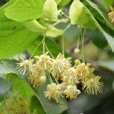 Fresh Linden flower-NatureChoice