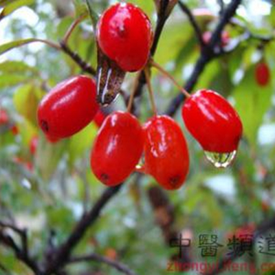 Fresh Fructus corni Supplier -NatureChoice