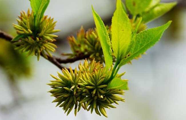 Eucommia Male Flower Powder