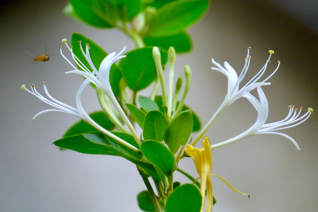 Organic Honey Suckle Flower Extract 