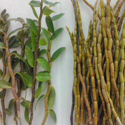 freeze dried dendrobe powder buy -NATURECHOICE