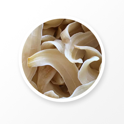 Lily Root