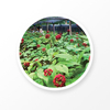 Organic Ginseng Root