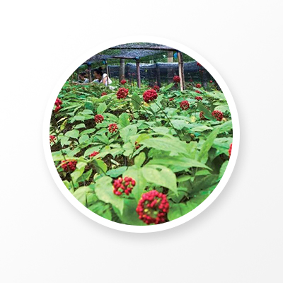 Organic Ginseng Root