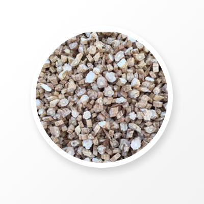 Codonopsis Root