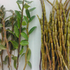 Freeze Dried Dendrobe Powder 