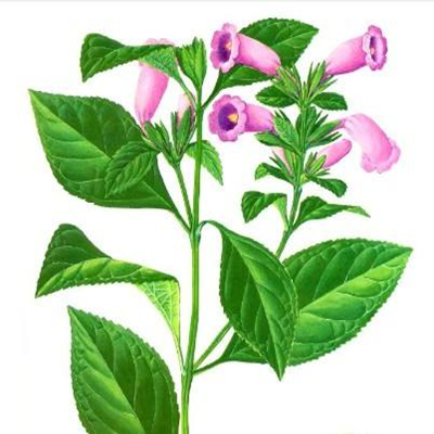 Radix Isatidi Leaf -NatureChoice