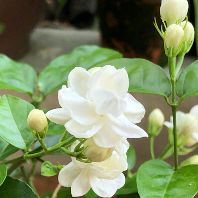Jasmine Flower