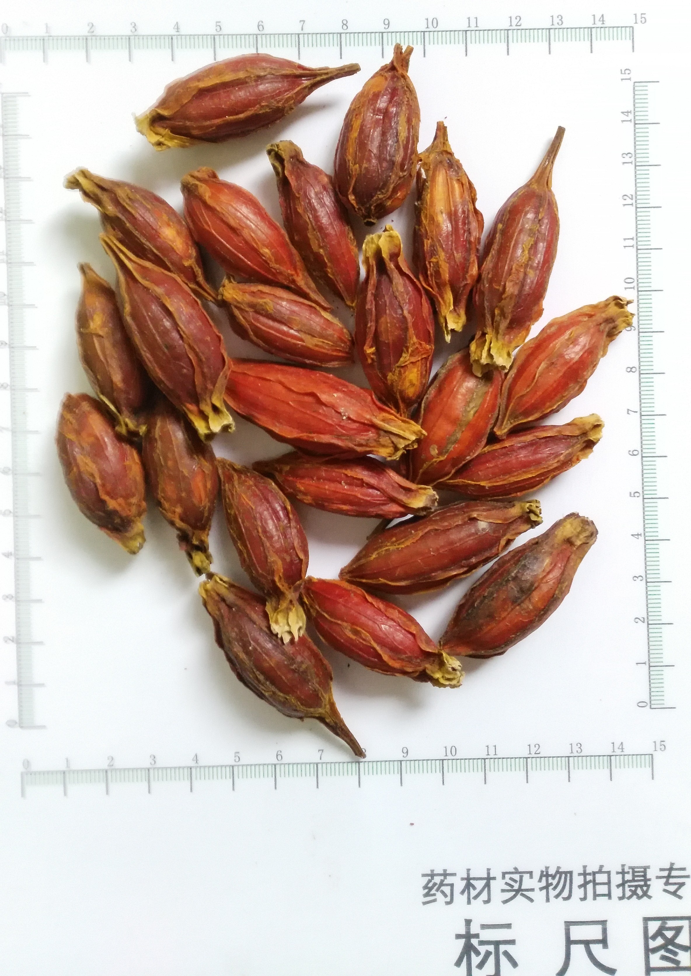 Fructus Gardeniae Fruit