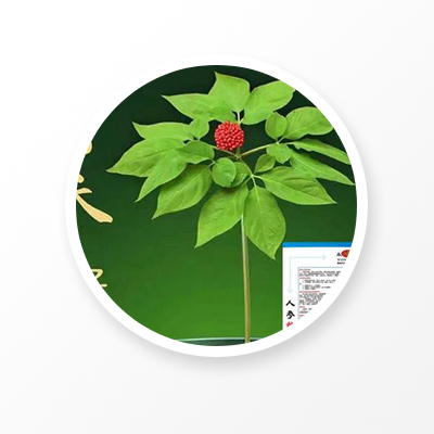 Ginseng root Leaf