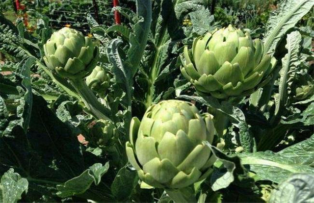 Artichoke Leaf Powder