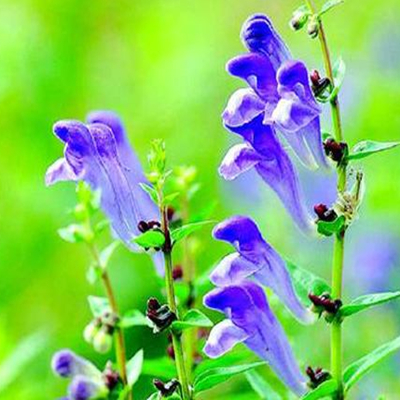 Radix Scutellariae flower-NatureChoice