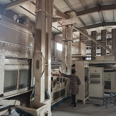 Cassia Seed Sliming Tea